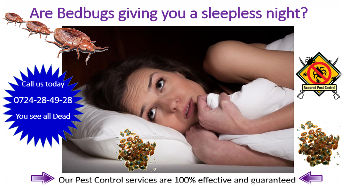 BedBugs Treatment Assured Pest Control