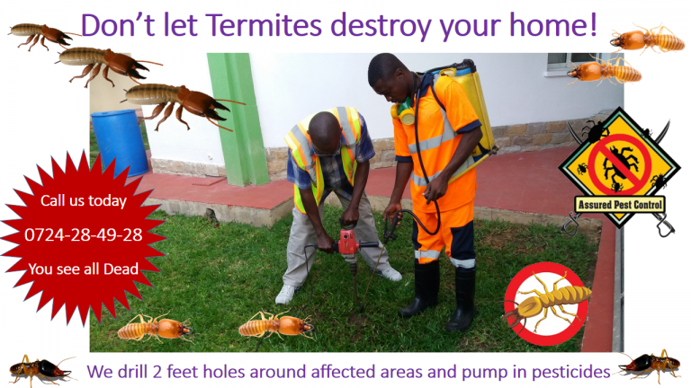 Dont let termites destroy your home