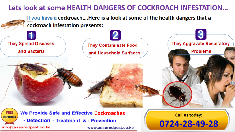 cochroaches Presentation 3
