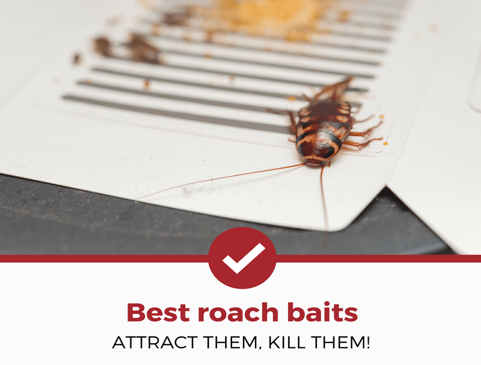 CockRoaches Control – Assured Pest Control