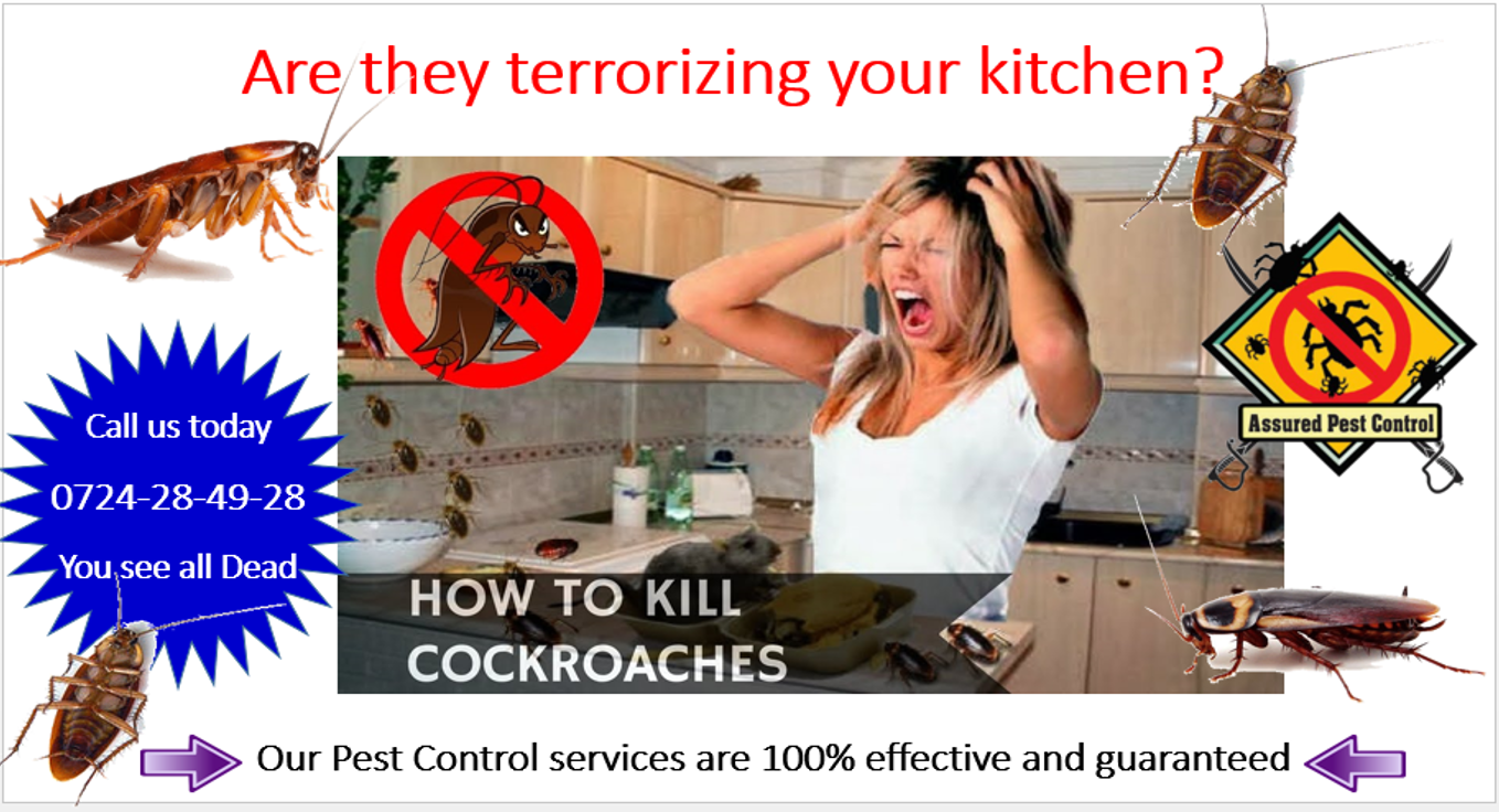 Cockroaches Treatment Assured Pest Control
