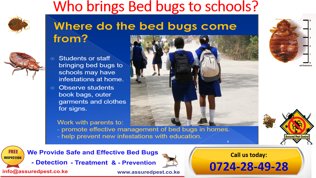 BedBugs Treatment – Assured Pest Control