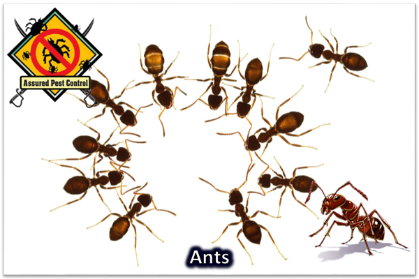 ANTS (FAMILY FORMICIDAE)