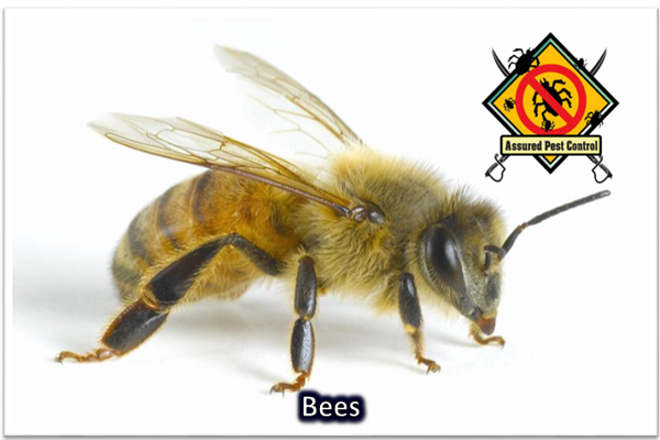 BEES (ORDER HYMENOPTERA)