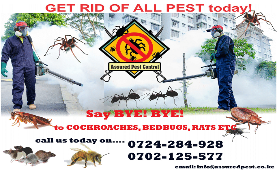 FREE Pest Asessment