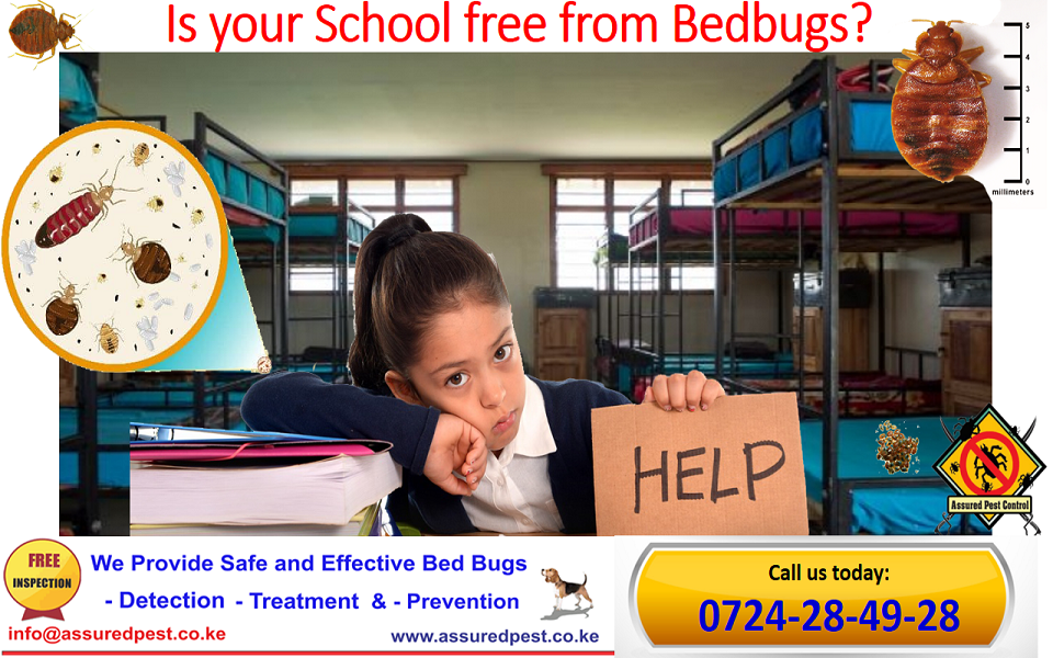 Is your School free from Bedbugs