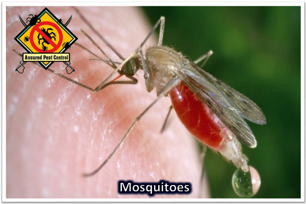 MOSQUITOES (FAMILY CULICDAE)