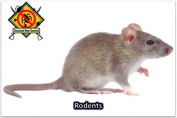 RODENTS (ORDER RODENTIA)